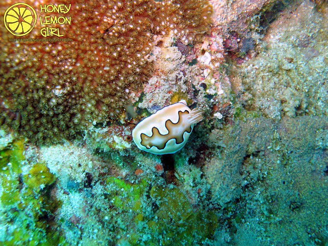 5D4N_Tioman Island_Diving-010
