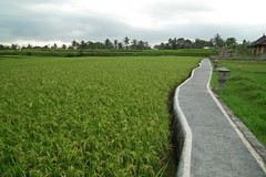 Rice Fields (Bali)