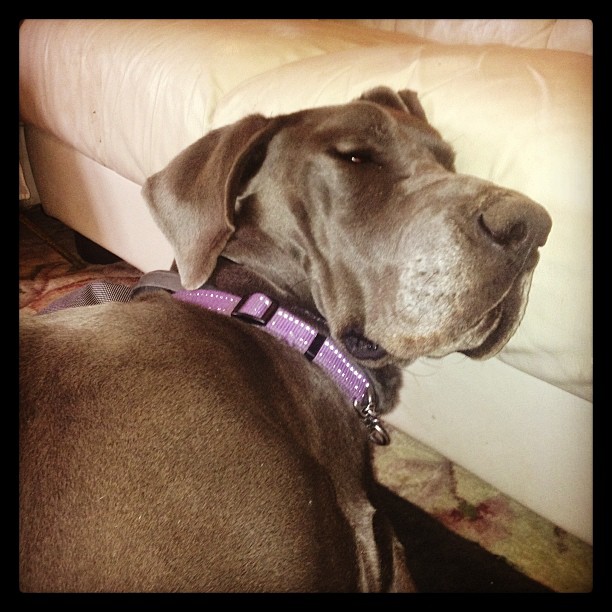 Using the lounge as a pillow... #Bronty #Great_Dane #Tired