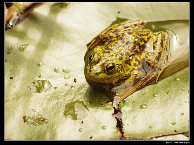 Mink frog (Rana septentrionalis)