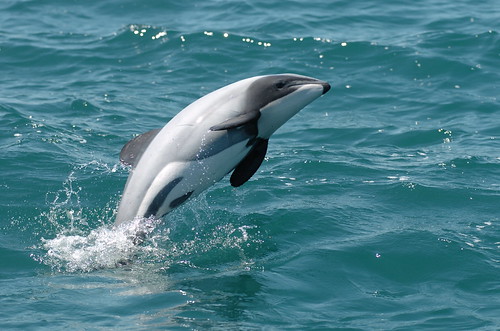 毛伊海豚（照片：Earthrace Conservation。）