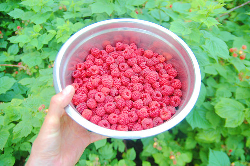 the 2013 raspberry harvest begins! II.