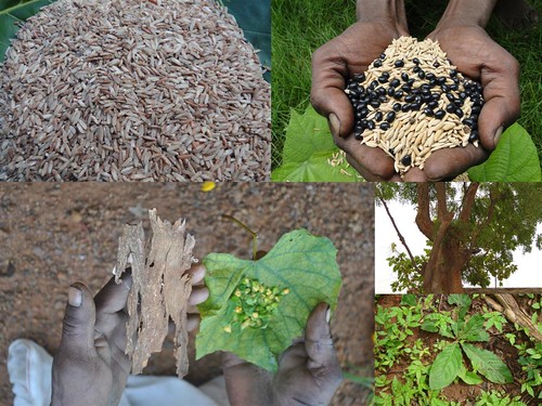 Indigenous Medicinal Rice Formulations for Kidney, Heart and Liver Diseases and Cancer and Diabetes Complications (TH Group-113 special) from Pankaj Oudhia’s Medicinal Plant Database by Pankaj Oudhia