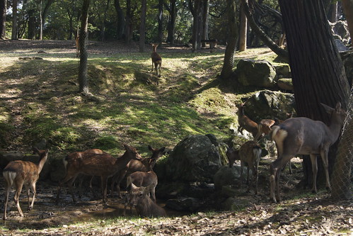 Nara Deer Park DSC03576