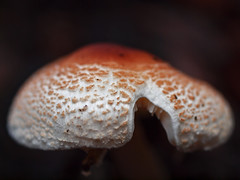 fungi forage 2013