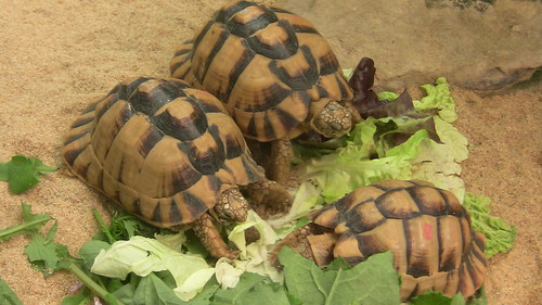 Turtles at the Wilhelma Zoo
