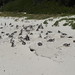 Colônia de pinguins africanos