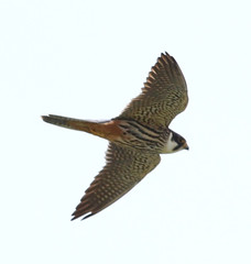 Birds Of Wiltshire 2013