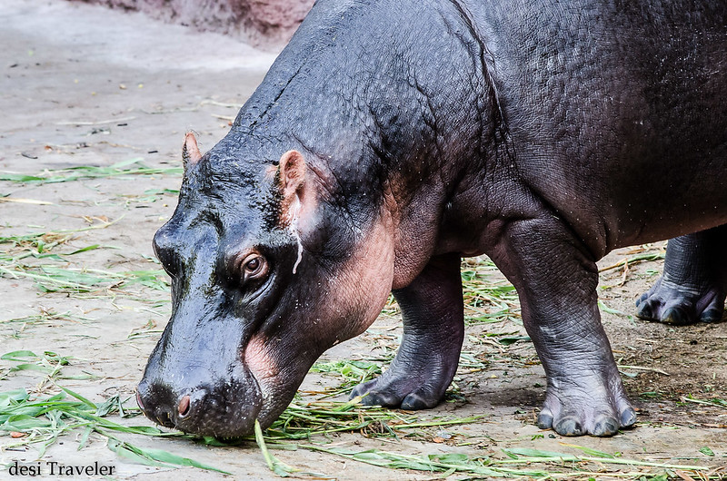  Hyderabad Zoo Baby Hippo