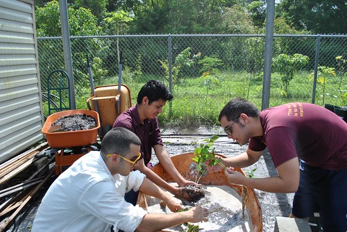 Florida International University Agro-Ecology students (from left) Ayman Elyasin, German Adan, and Marcus Rubi transplant pepper seedlings to organic soil.