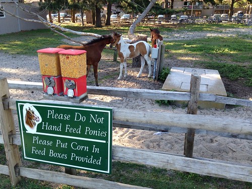 Chincoteague Pony Farm, Pasture at Refuge Inn