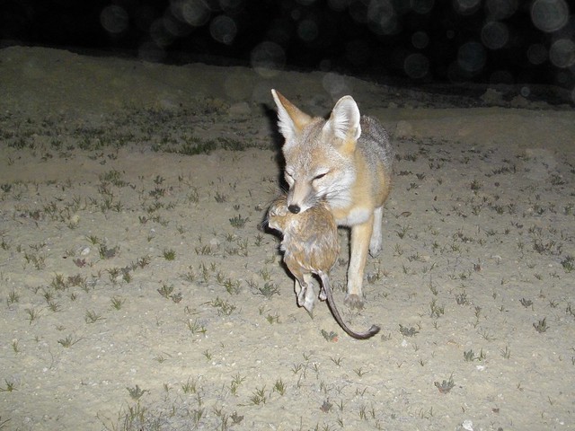 kit fox w krat