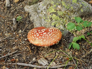 Wild Mushroom on Lawn Lake Trail