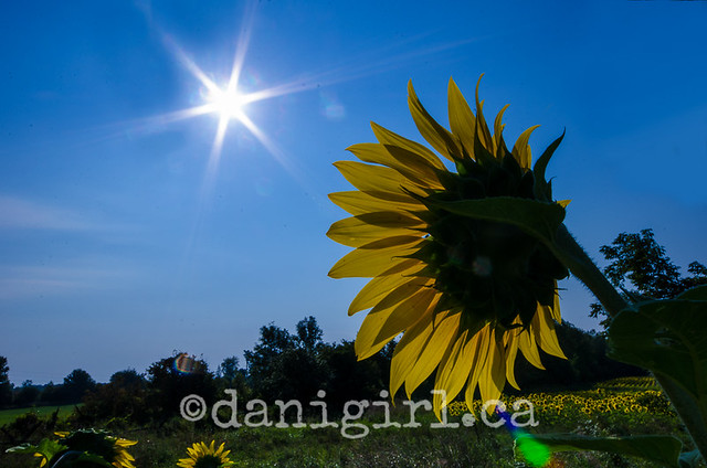 Love letters to a sunflower farm