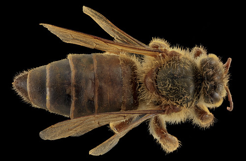 Apis mellifera, Queen, back, MD, Talbot County_2013-09-30-17.35.04 ZS PMax