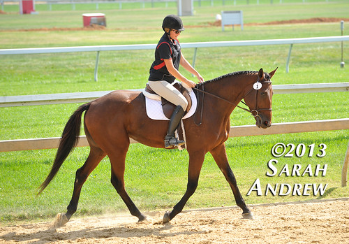 Retired Racehorse Training Project's first-annual Thoroughbred Makeover and National Symposium