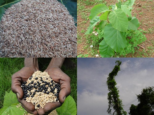 Potential Medicinal Rice Formulations for Diabetes and Cancer Complications and Revitalization of Pancreas (TH Group-131) from Pankaj Oudhia’s Medicinal Plant Database by Pankaj Oudhia