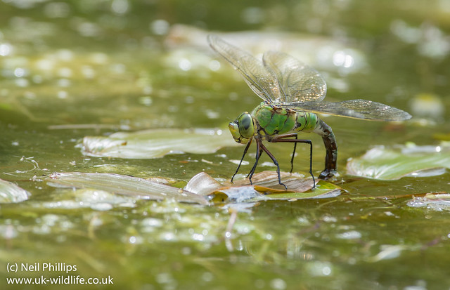 Emperor dragonfly egg laying-4