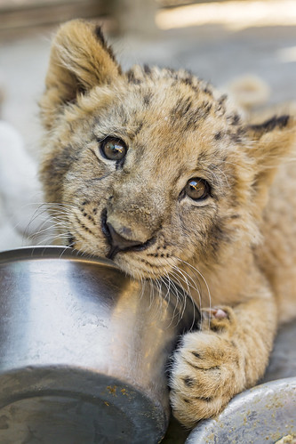 A cub and his bowl by Tambako the Jaguar