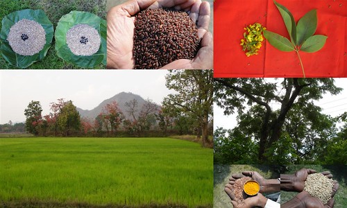 Validated and Potential Medicinal Rice Formulations for High Blood Pressure (Hypertension) with Diabetes mellitus Type 2 (शुगर की बीमारी या मधुमेह) Complications (TH Group-372 special) from Pankaj Oudhia’s Medicinal Plant Database by Pankaj Oudhia