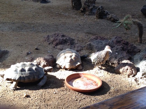 ZooAmerica - Tortoises and roadrunner