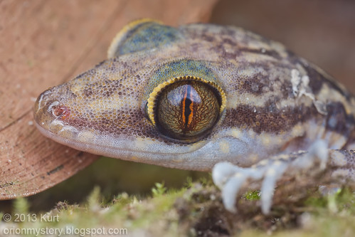 IMG_0152 copy Cyrtodactylus quadrivirgatus, Marbled bent-toed gecko