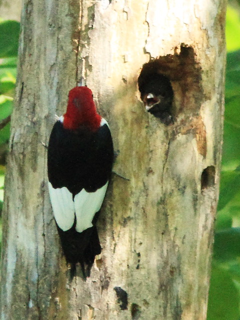 Red-headed Woodpecker bringing food 4-20130903
