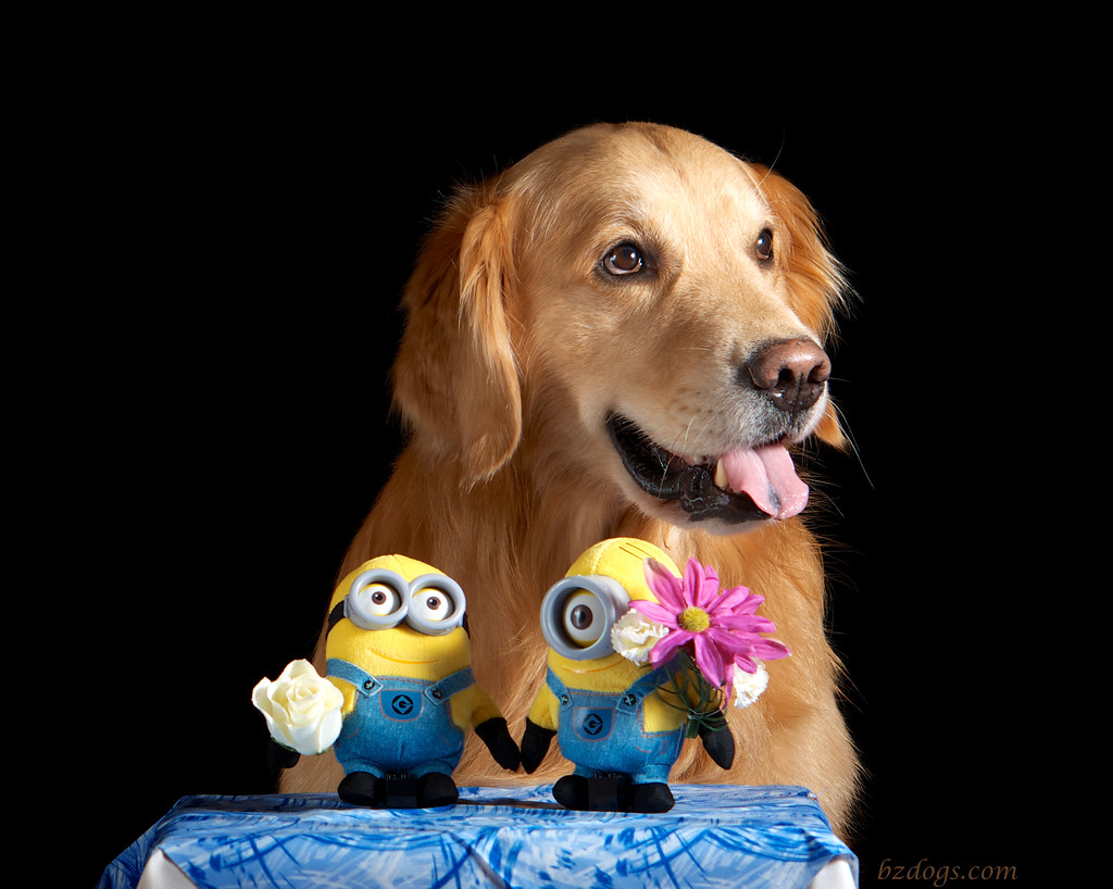 Zachary and the Minions