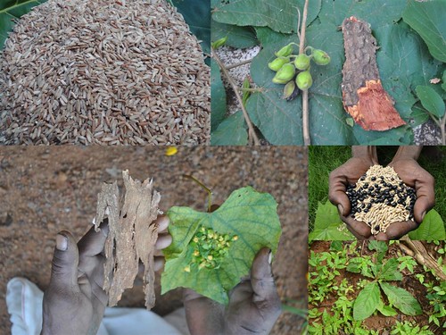 Indigenous Medicinal Rice Formulations for Kidney, Heart and Liver Diseases and Cancer and Diabetes Complications (TH Group-113 special) from Pankaj Oudhia’s Medicinal Plant Database by Pankaj Oudhia
