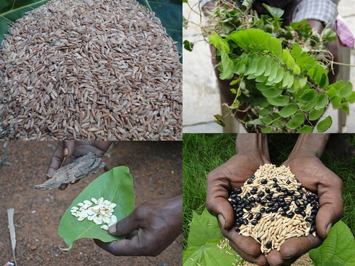 Indigenous Medicinal Rice Formulations for Pancreas Revitalization and Cancer and Diabetes Complications (TH Group-120) from Pankaj Oudhia’s Medicinal Plant Database by Pankaj Oudhia