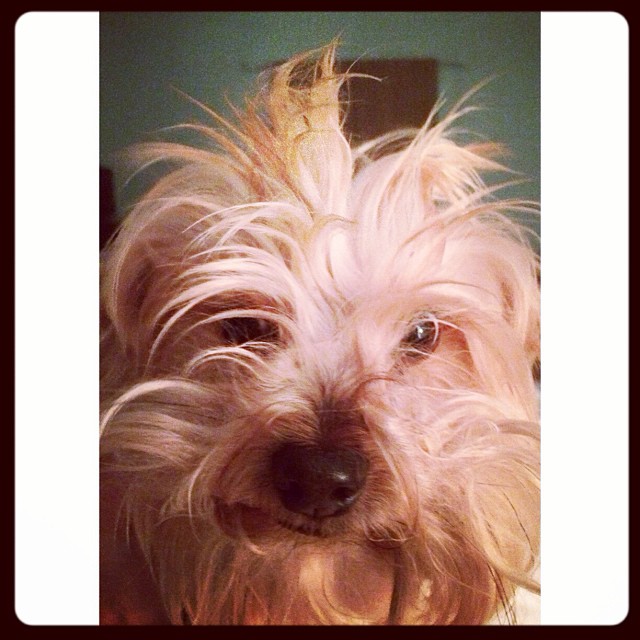 Hi my name is Zoey and I think I might be having a bad hair day #confused