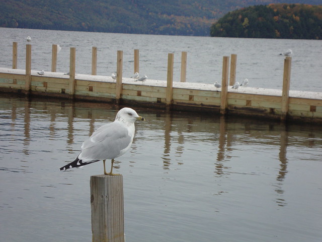 Lake George birds
