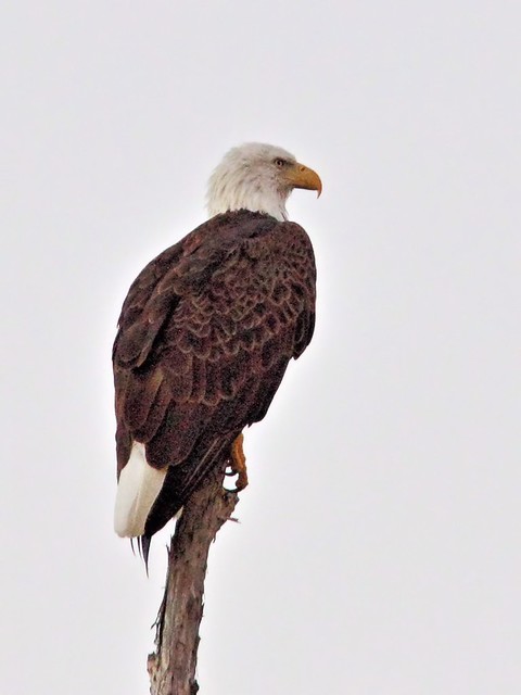 Bald Eagle female 2-20131019