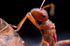 Hemiptera (Cambodia)