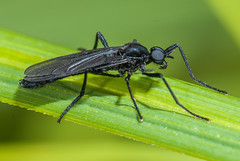 March Flies (Bibionidae)