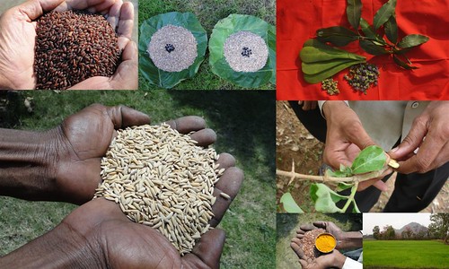 Validated and Potential Medicinal Rice Formulations for High Blood Pressure (Hypertension) with Diabetes mellitus Type 2 (डायबीटीज या मधुमेह) Complications (TH Group-358 special) from Pankaj Oudhia’s Medicinal Plant Database by Pankaj Oudhia
