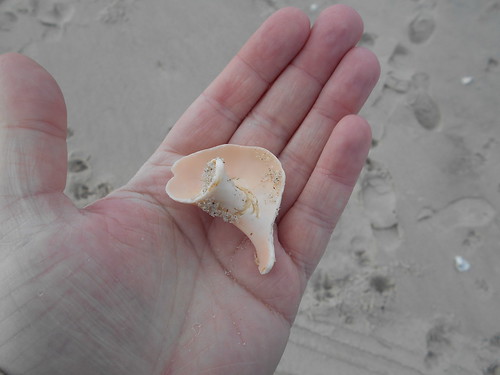 shell (2)