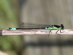 Dragonflies Denmark