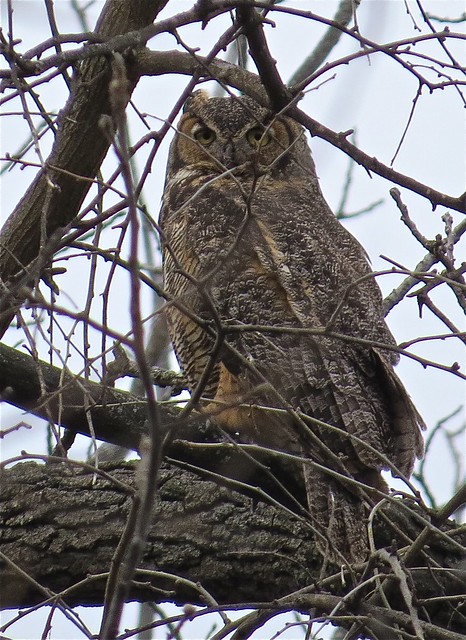 Great Horned Owl at Evergreen Lake 09