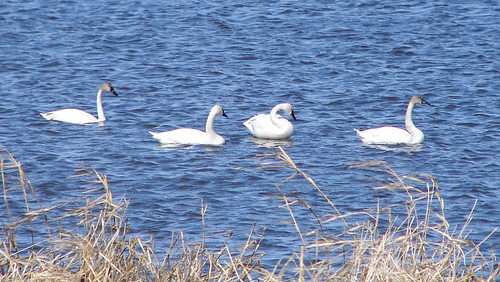 Tundra Swans at Goose Pond