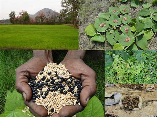 Medicinal Rice Formulations for Diabetes Complications, Heart and Kidney Diseases (TH Group-84 special) from Pankaj Oudhia’s Medicinal Plant Database by Pankaj Oudhia