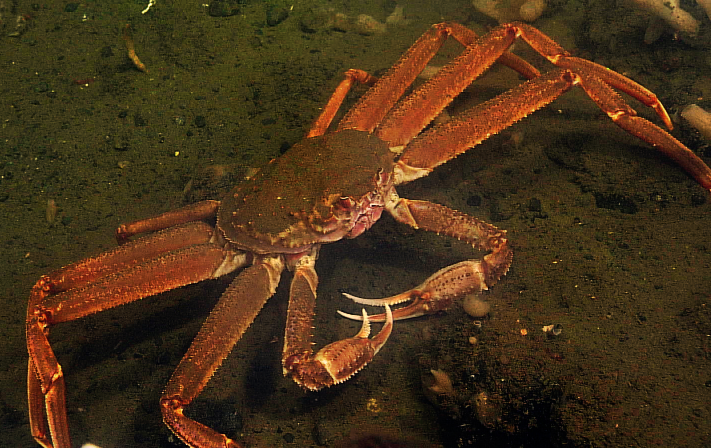 Tanner Crab in Saanich Inlet, October 2011.