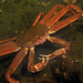 Tanner crab.