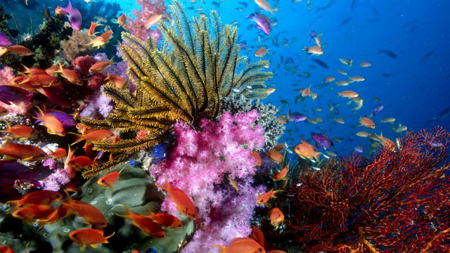corales-diarioecologia.jpg