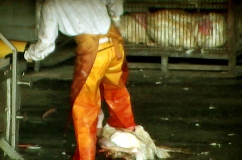 זוגלובק - פועל בועט בתרנגול שנפל מהכלוב