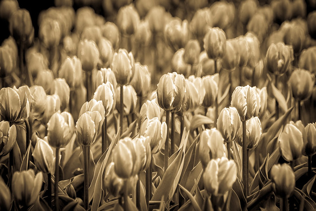 Tulips, Flowers, Garden, Sepia, Monochrome