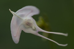 Porroglossum species and hybrids