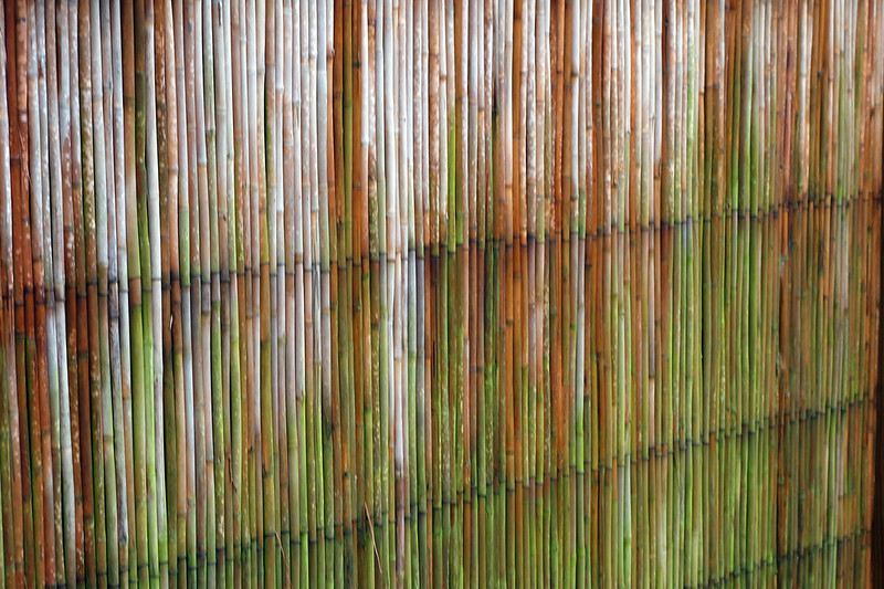 Bamboo fence in the rain