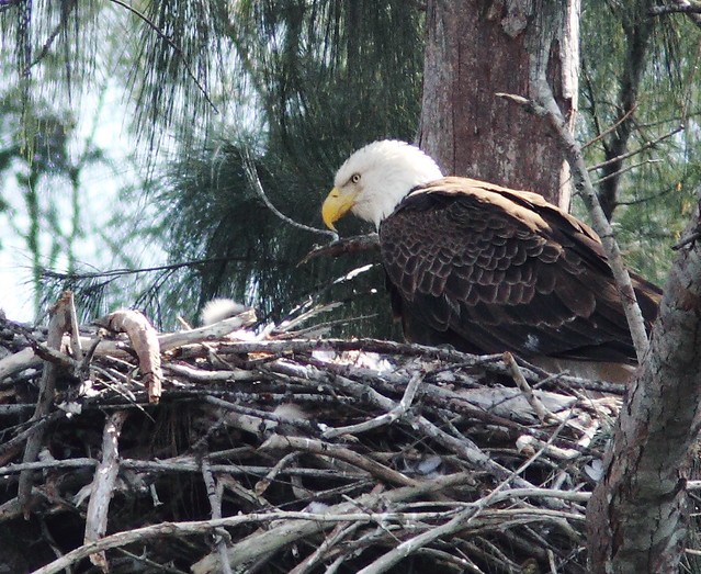 Bald Eagle eaglet with female 0203 PM 20140124