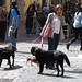 Dogs Rome 2013 3